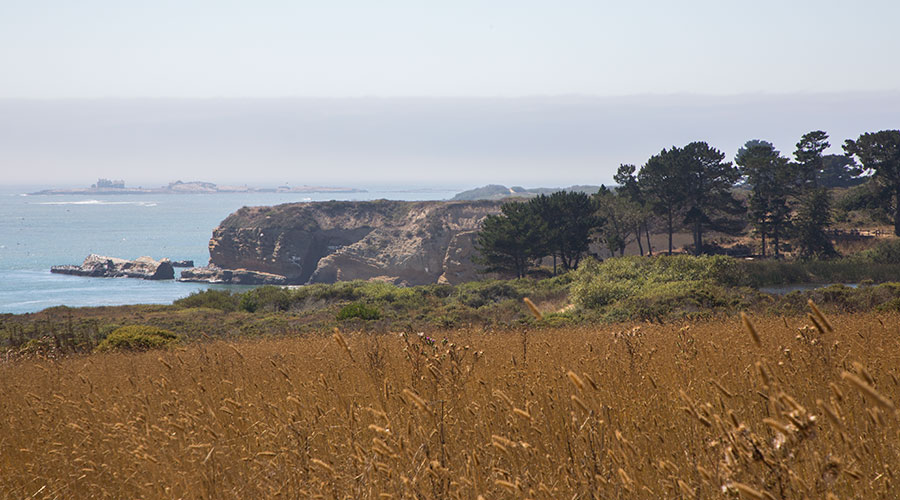 Año Nuevo State Park