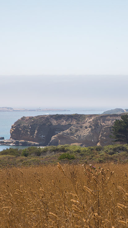 Año Nuevo State Park Pescadero, California