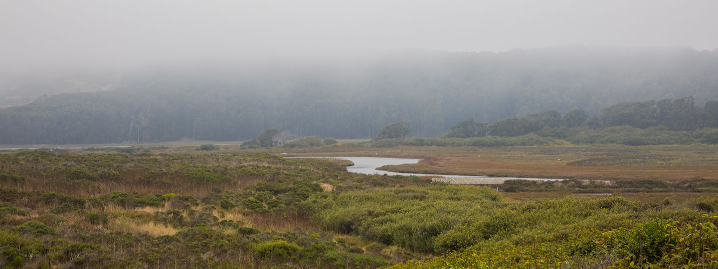 Pescadero Marsh Natural Preserve With Coastal Fog And Forest