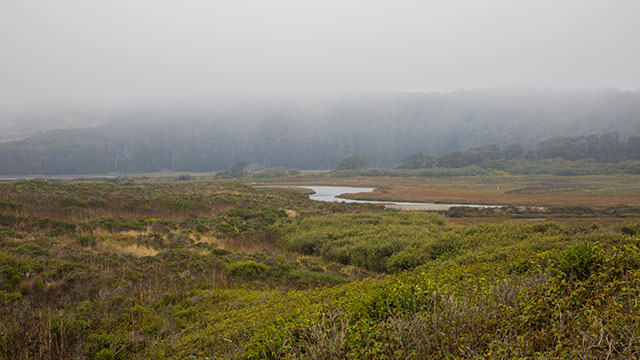 Pescadero Marsh Natural Preserve With Coastal Fog And Forest
