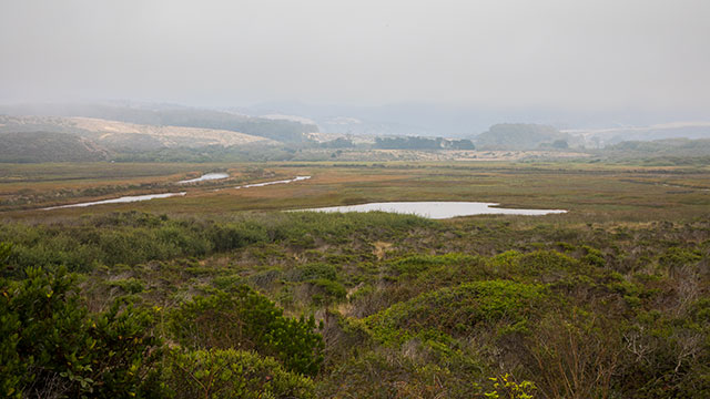 Pescadero Marsh Natural Preserve And Coastal Fog, Looking towards The Town Of Pescadero