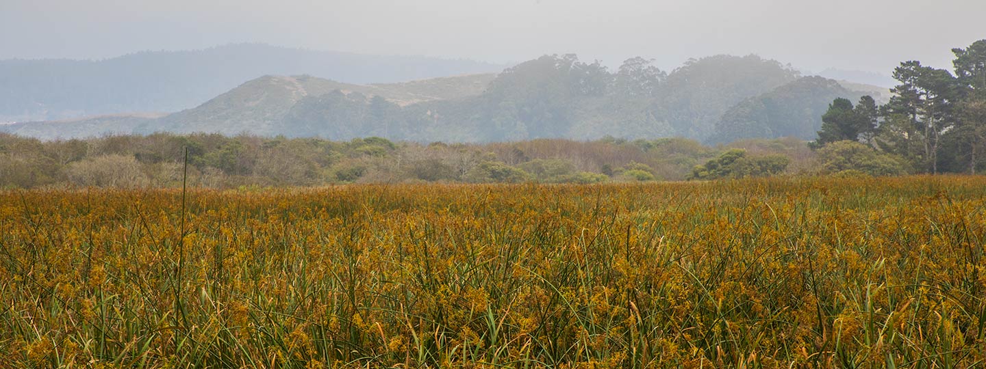 Pescadero Marsh Natural Preserve With And Coastal Mountains