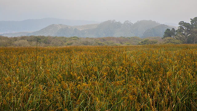 Pescadero Marsh Natural Preserve With And Coastal Mountains