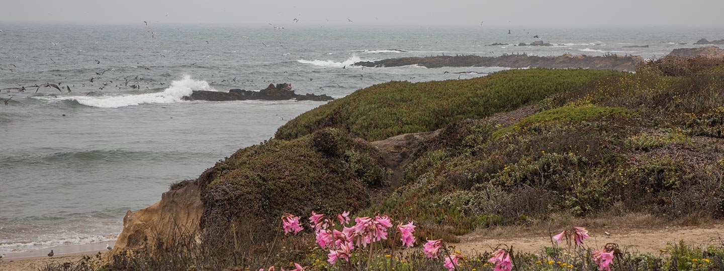Pescadero State Beach Crashing Waves And Pink Flowers