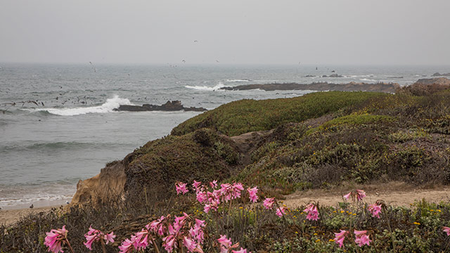 Pescadero State Beach Crashing Waves And Pink Flowers