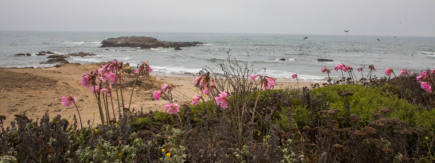 Pescadero State Beach Crashing Waves, Sandy Beach And Flowers