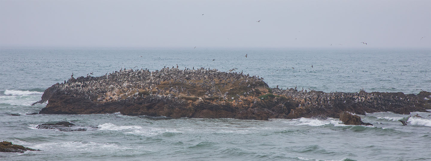 Seabirds Congregate On A Rock Out In The Ocean At Pescadero State Beach
