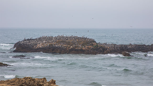 Seabirds Congregate On A Rock Out In The Ocean At Pescadero State Beach