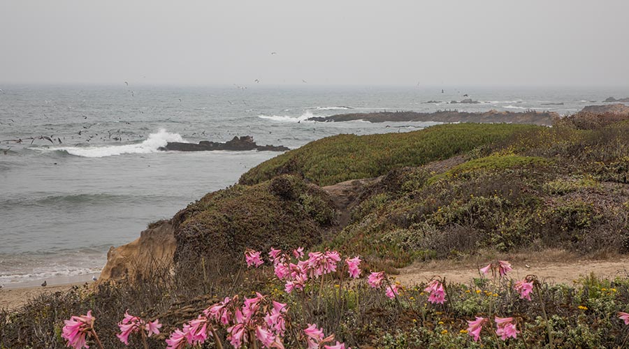 Pescadero State Beach