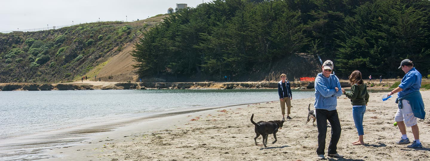 Dogs Run On The Beach At Pillar Point