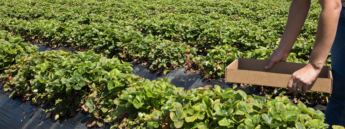 Picking Strawberries At The Swanton Coastways Ranch U-Pick In Pescadero, California