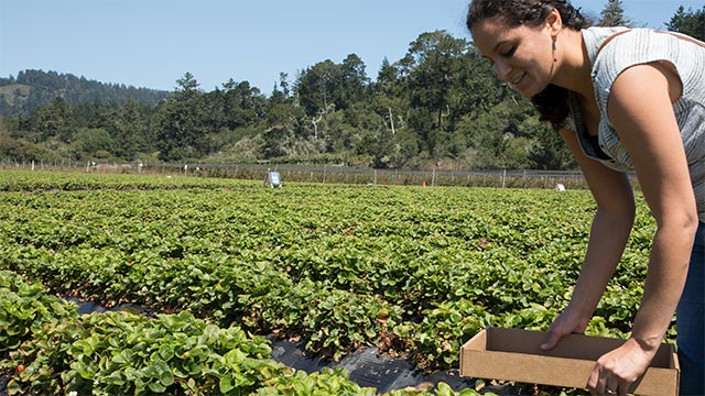 Picking Strawberries At The Swanton Coastways Ranch U-Pick In Pescadero, California