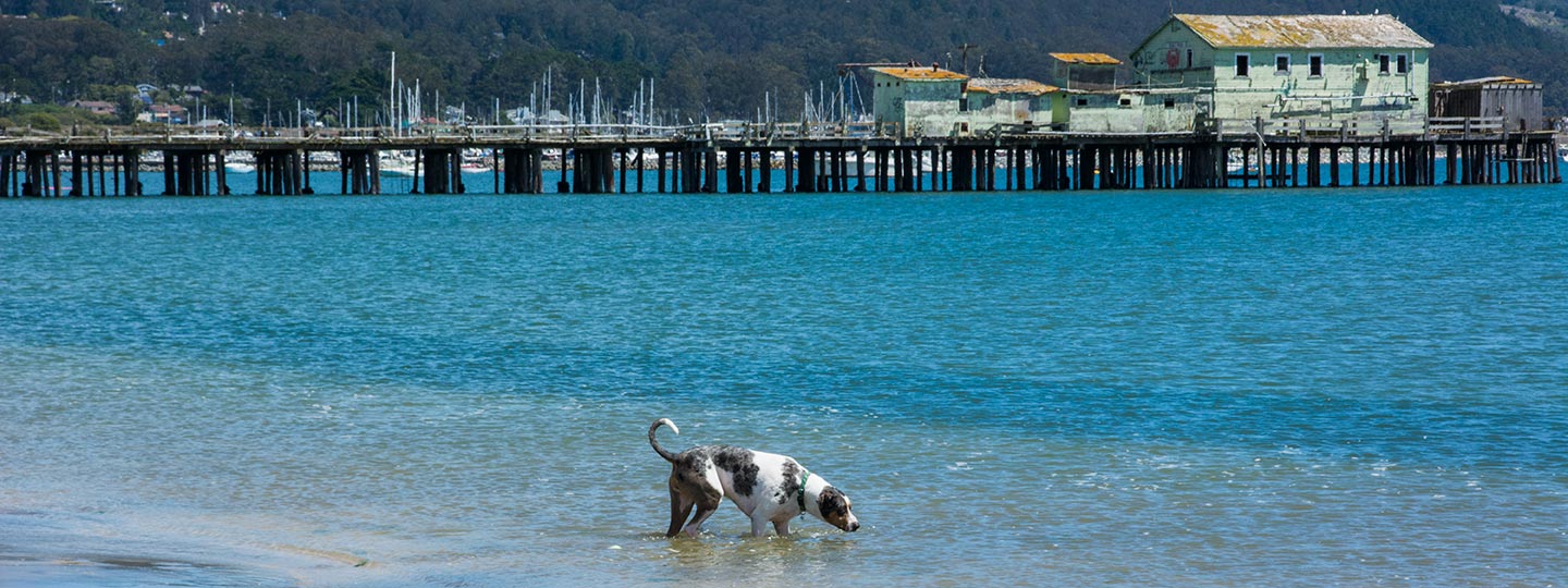 A Dog Enjoying a Swim At Pillar Point Harbor