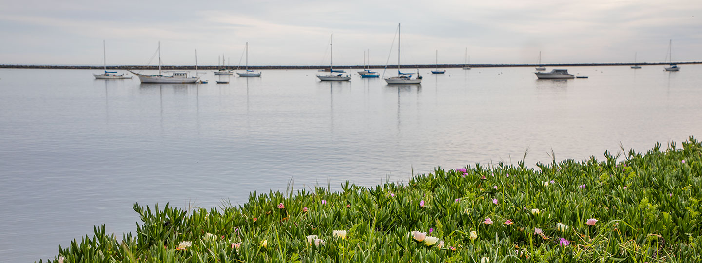Sailboats In The Bay With Colorful Coastal Ice Plant