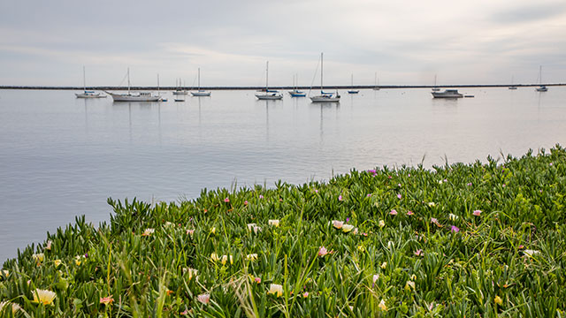 Sailboats In The Bay With Colorful Coastal Ice Plant