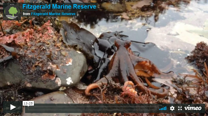 Fitzgerald Marine Reserve, Click To Watch Video On Vimeo