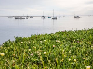 Pillar Point Harbor With Sailboats And Coastal Ice Plant