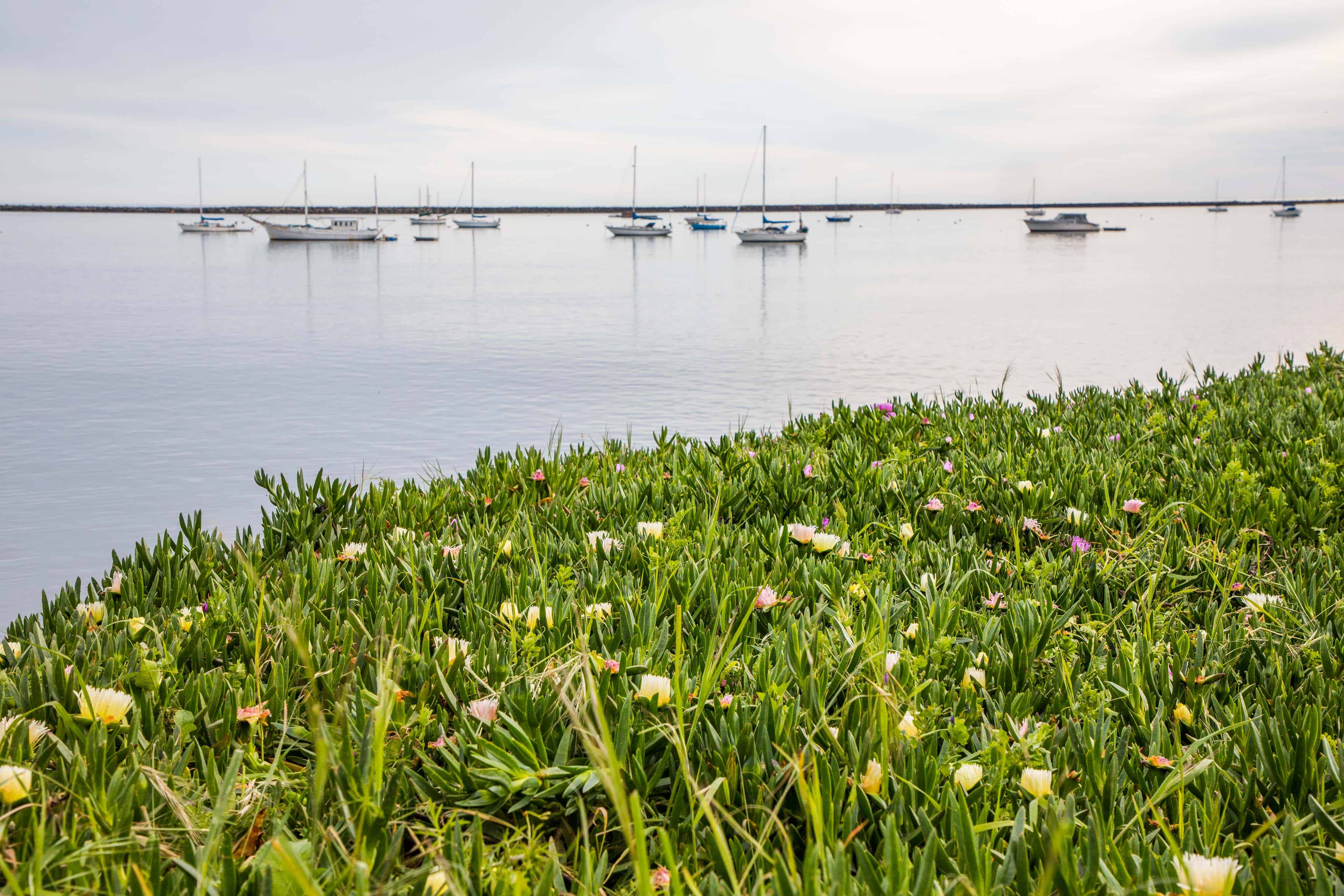 Pillar Point Harbor With Sailboats And Coastal Ice Plant
