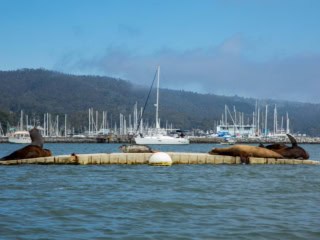 Harbour Seals - Princeton Harbour