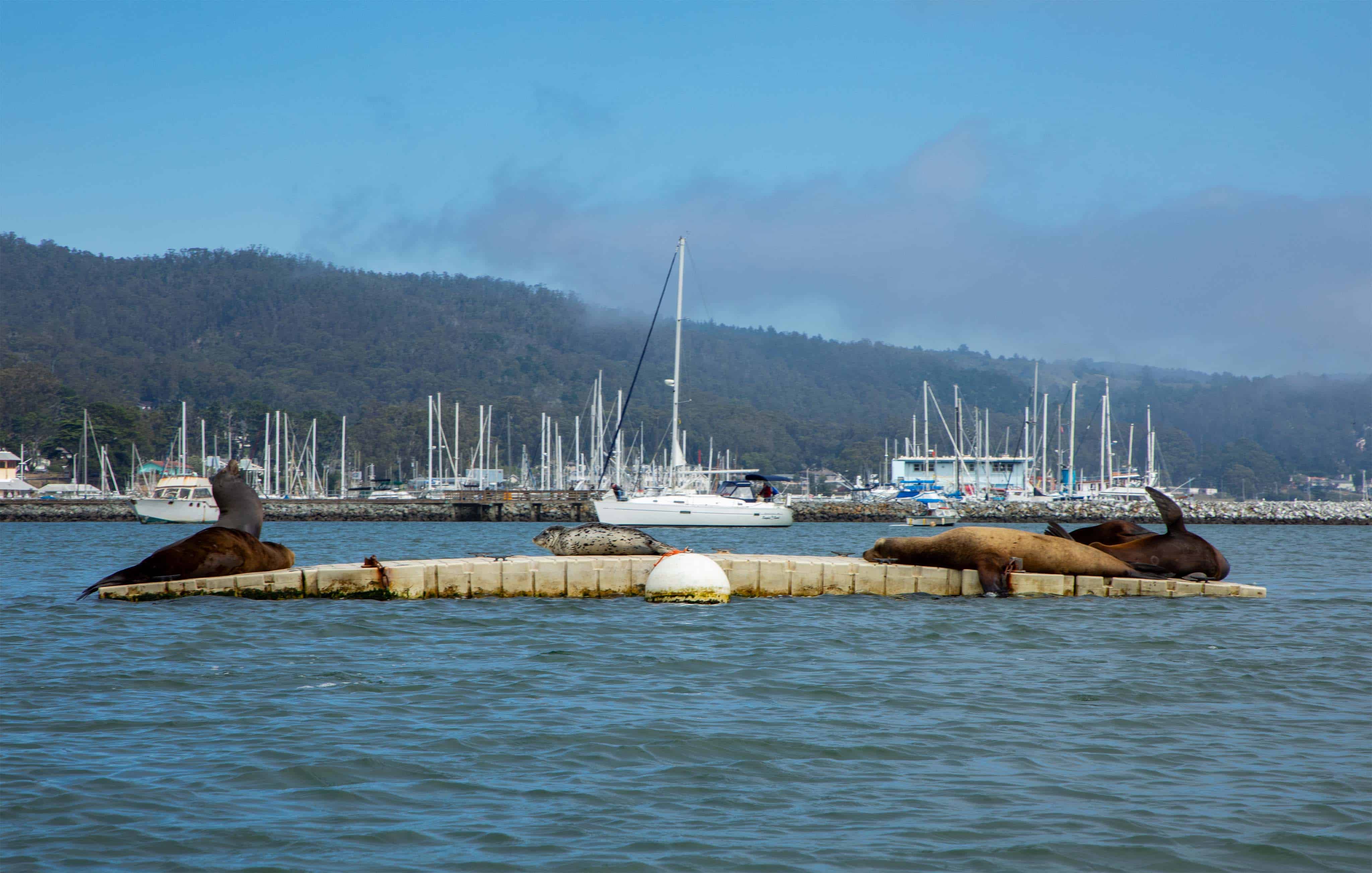 Harbour Seals - Princeton Harbour