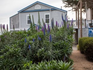 Inn at Mavricks In Springtime With Pride Of Madeira Flowers