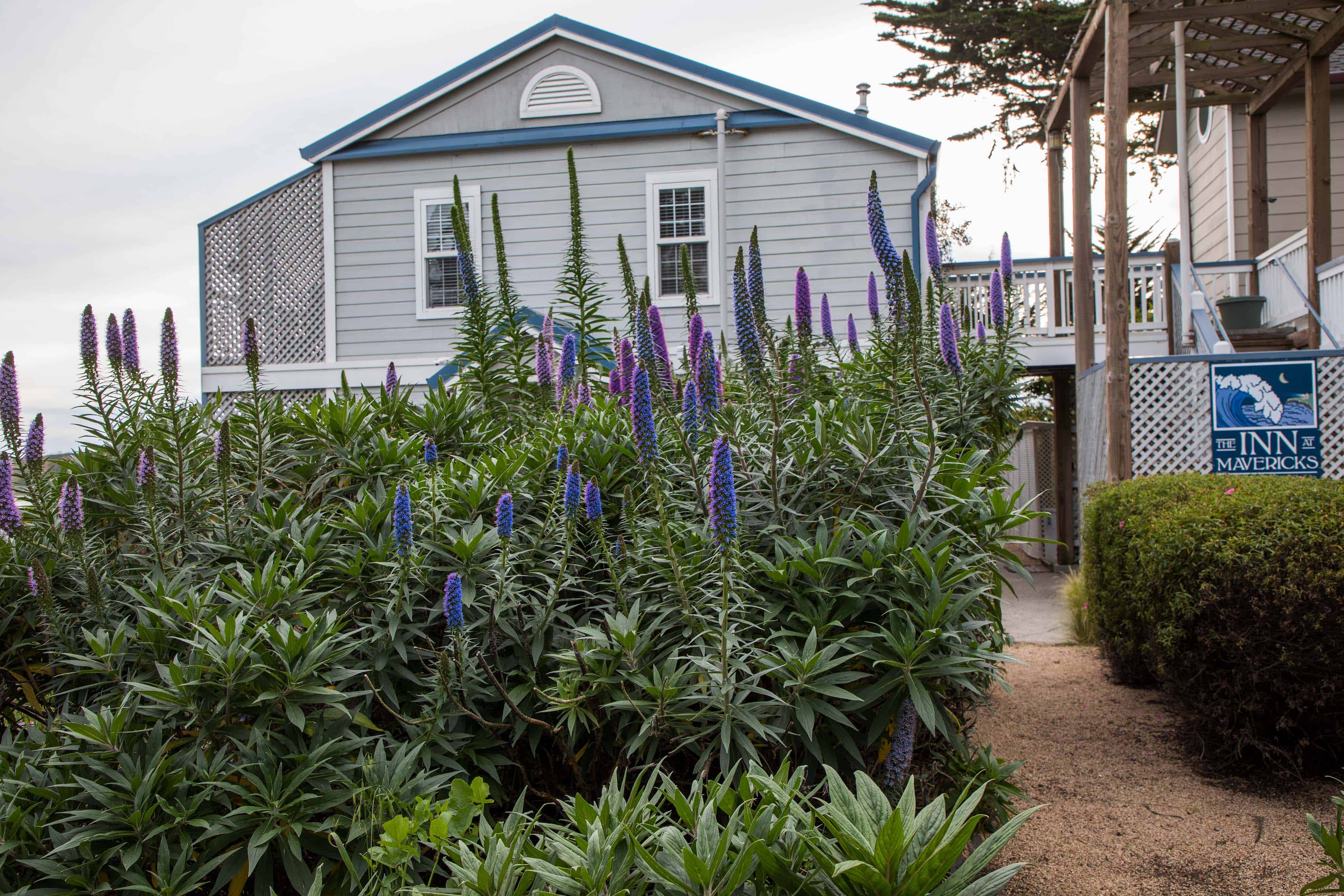 Inn at Mavricks In Springtime With Pride Of Madeira Flowers