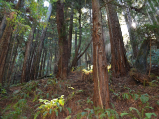 Redwoods in the Preserve - By Oleg Alexandrov - Own work, CC BY-SA 4.0