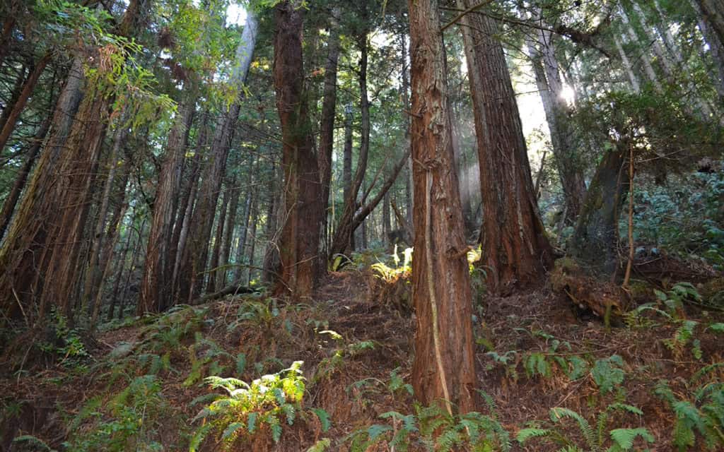 Redwoods in the Preserve - By Oleg Alexandrov - Own work, CC BY-SA 4.0