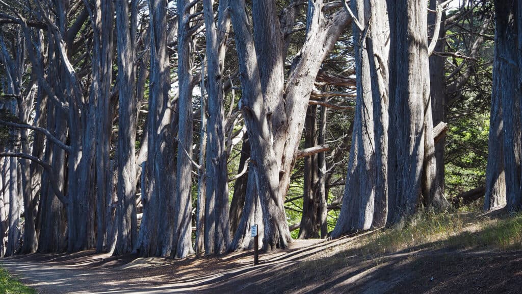 Seal Cove Cypress Tree Tunnel - Fitzgerald Marine Reserve Seal Cove Cypress Tree Tunnel - Fitzgerald Marine Reserve