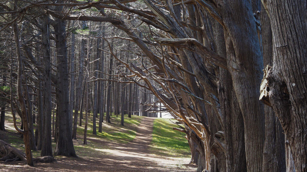 Seal Cove Cypress Tree Tunnel - Fitzgerald Marine Reserve Seal Cove Cypress Tree Tunnel - Fitzgerald Marine Reserve