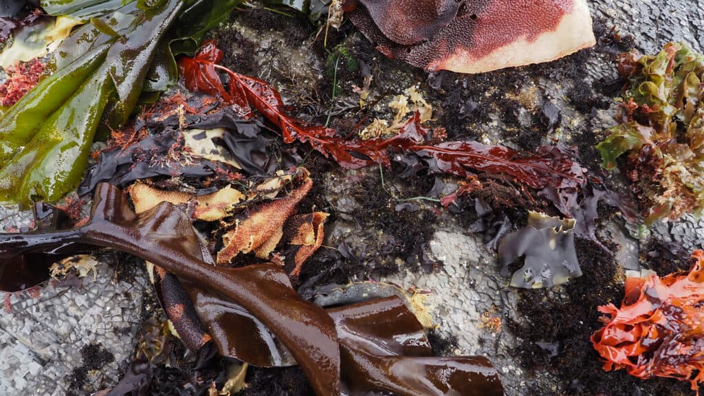 Colorful Seaweed At Fitzgerald Marine Reserve Colorful Seaweed At Fitzgerald Marine Reserve