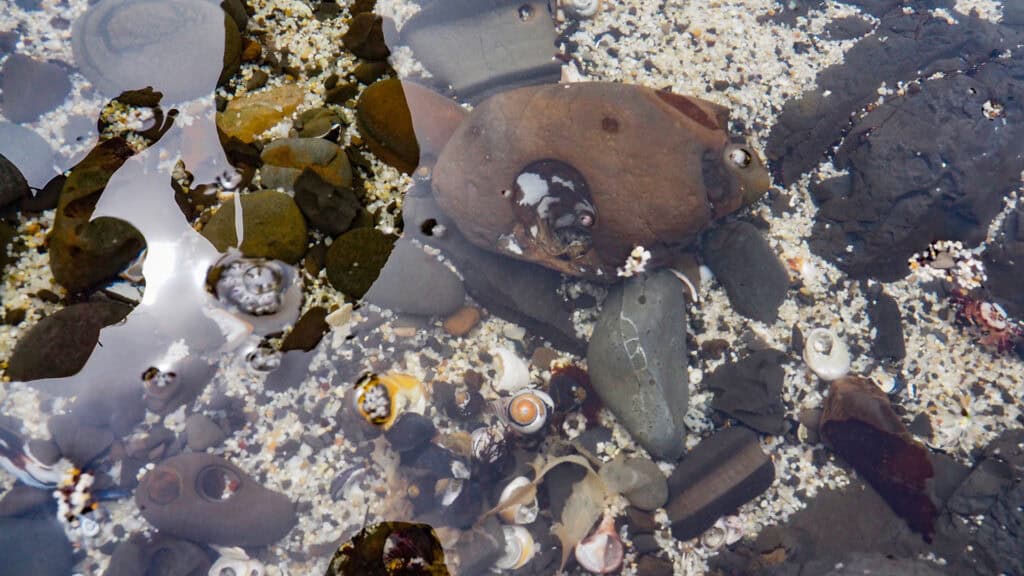 Fitzgerald Marine Reserve Tide Pools Fitzgerald Marine Reserve Tide Pools