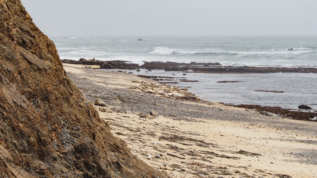 Sunbathing Harbor Seals At Fitzgerald Marine Reserve