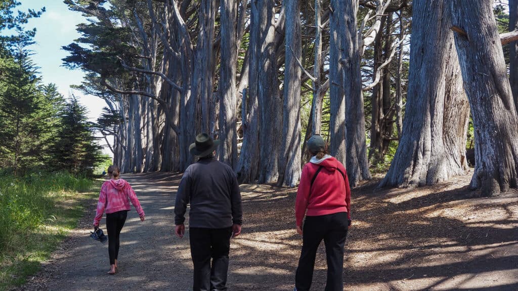 Seal Cove Cypress Tree Tunnel - Fitzgerald Marine Reserve
