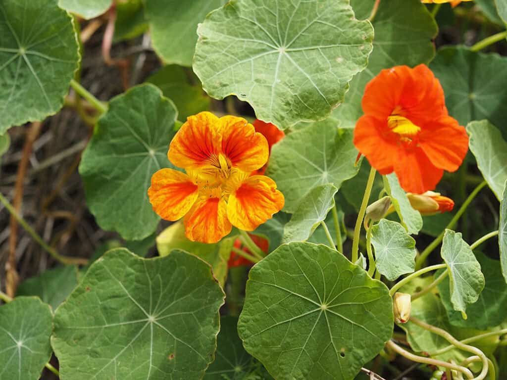 Indian Nasturtium
