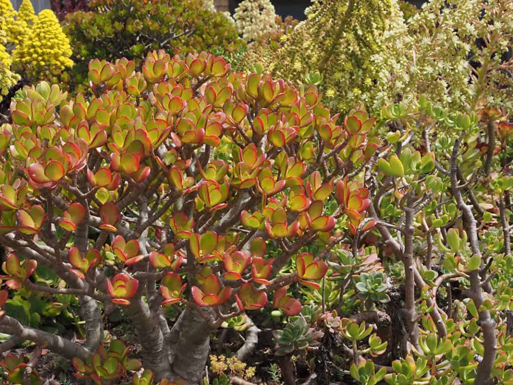 Jade Plant