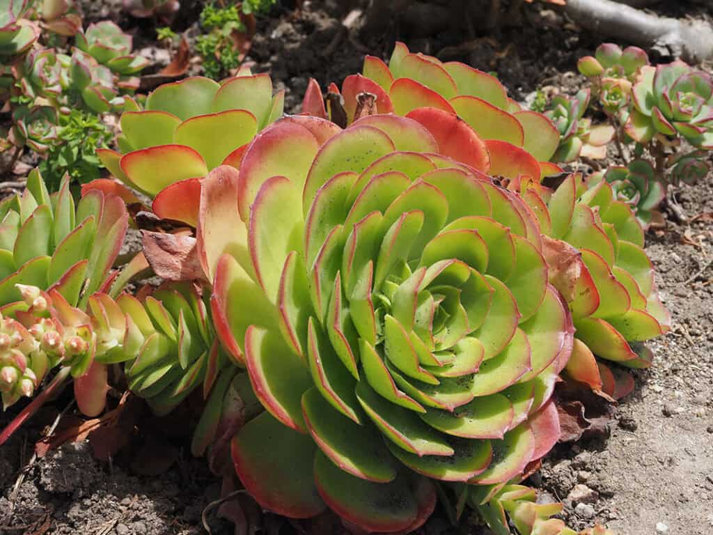 Aeonium Arboreum