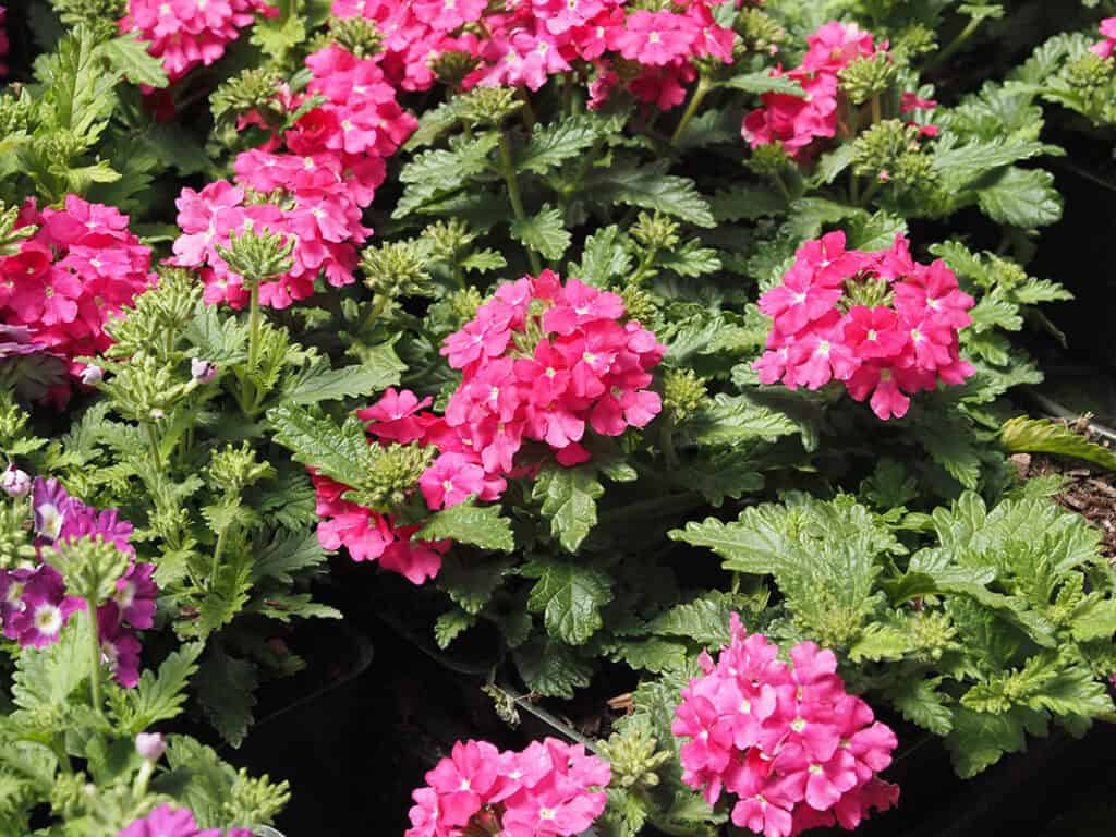 Verbena
