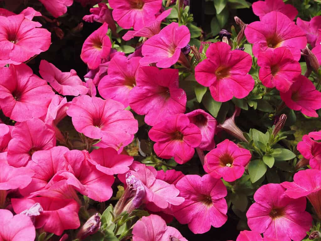 Seaside Petunia