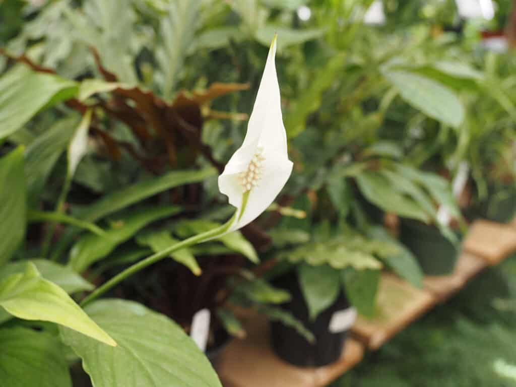 Peace Lily