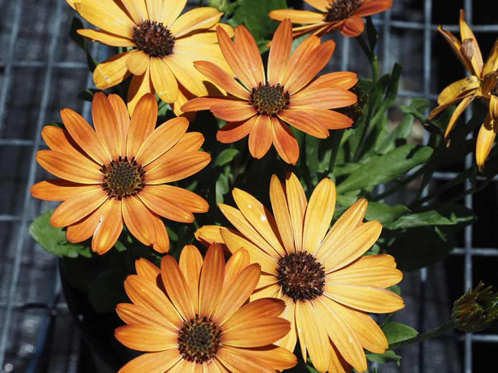 Cape Marigold (African Daisy)